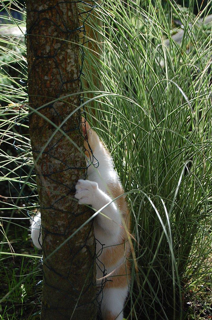 Huskat Sixten billede 7