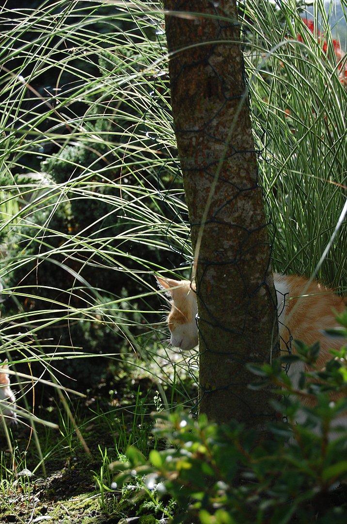 Huskat Sixten billede 8