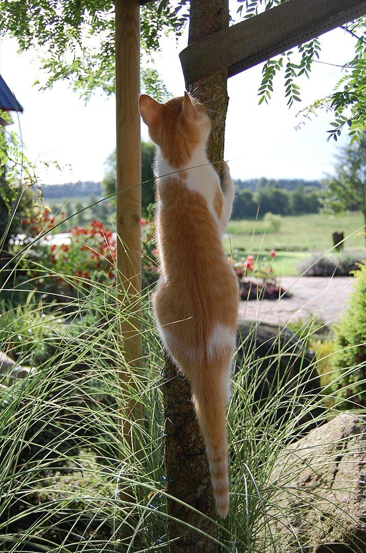 Huskat Sixten billede 9