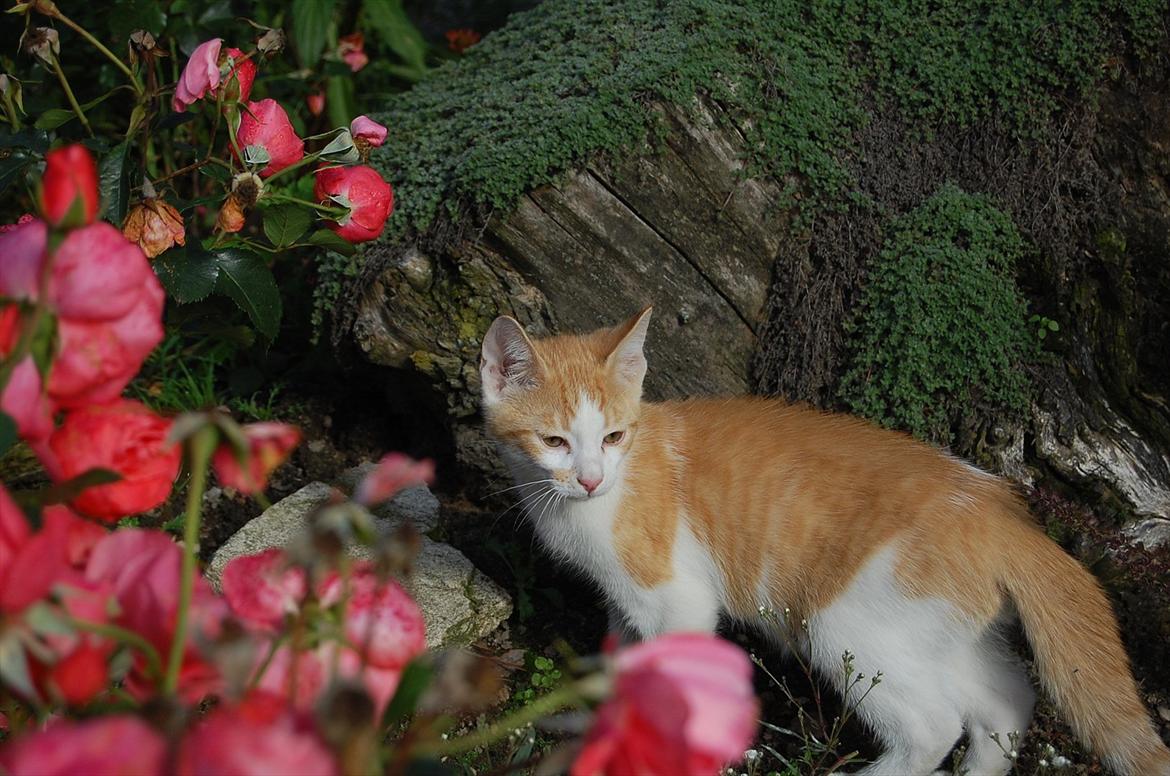 Huskat Sixten billede 10