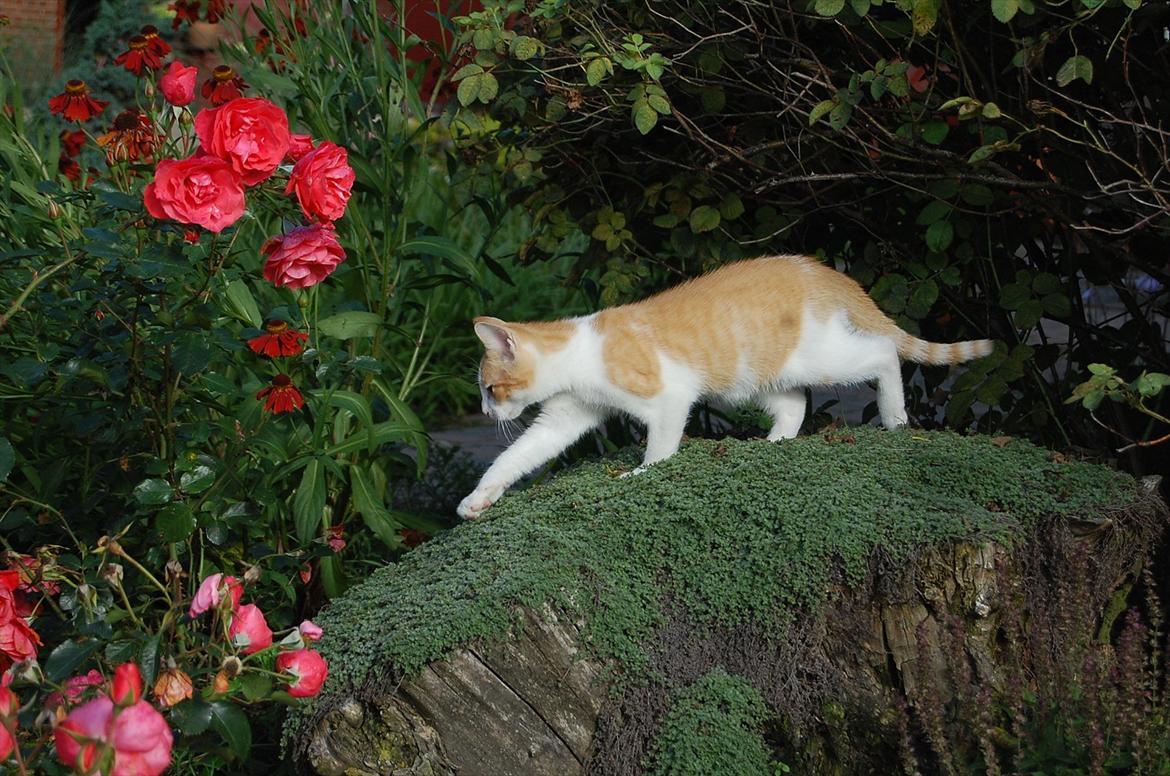 Huskat Sixten billede 11