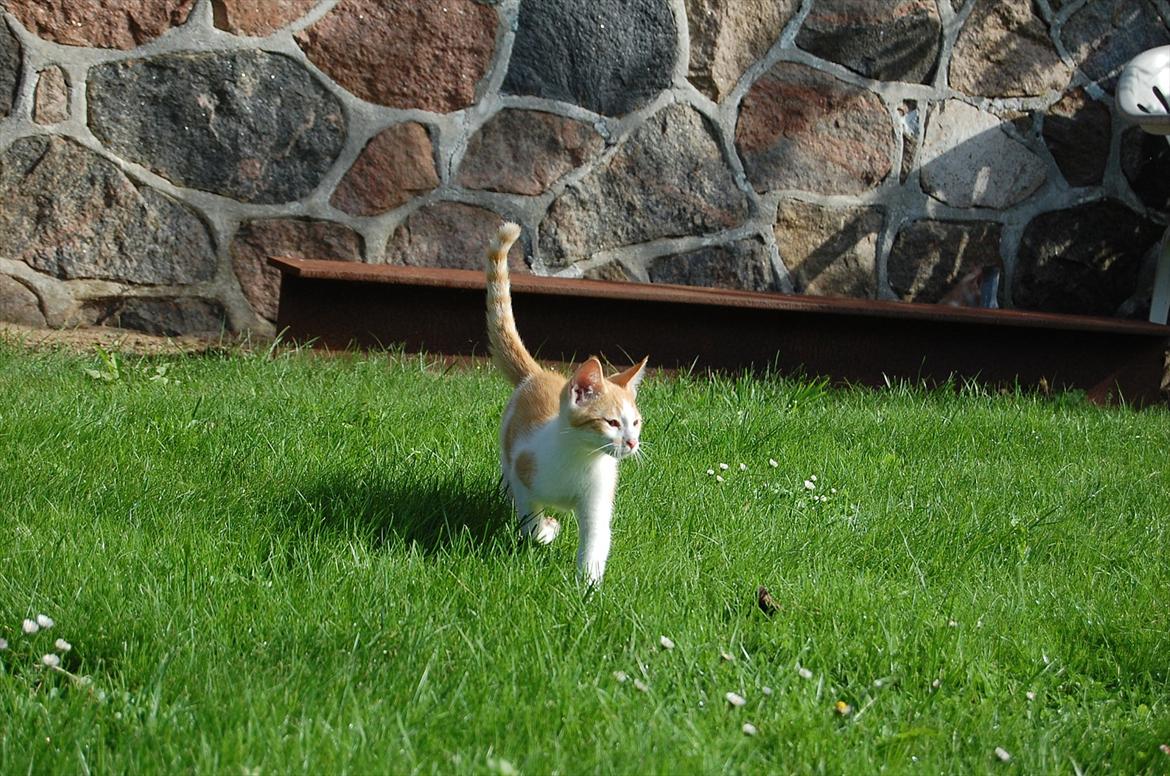 Huskat Sixten billede 12