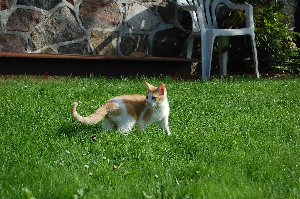 Huskat Sixten billede 13