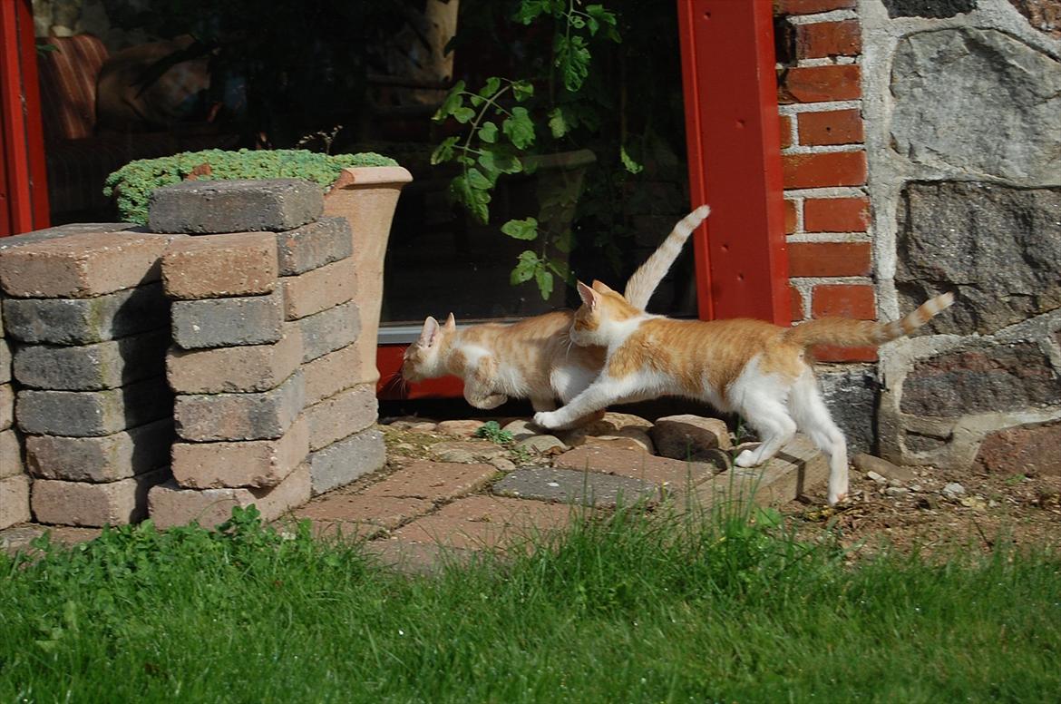 Huskat Sixten billede 14