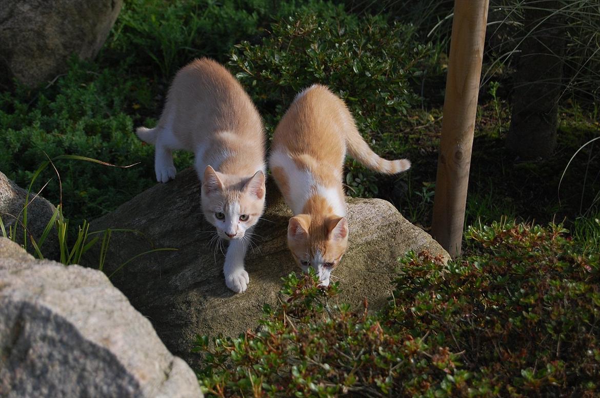 Huskat Sixten billede 15