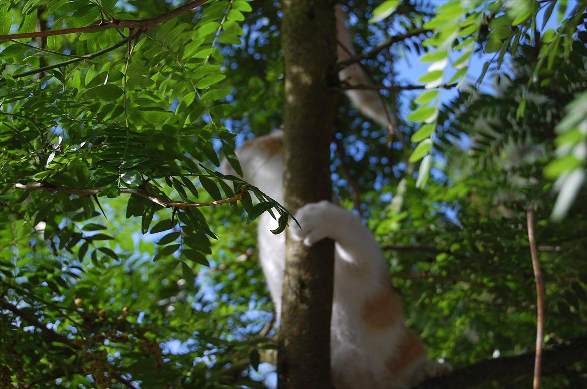 Huskat Sixten billede 16