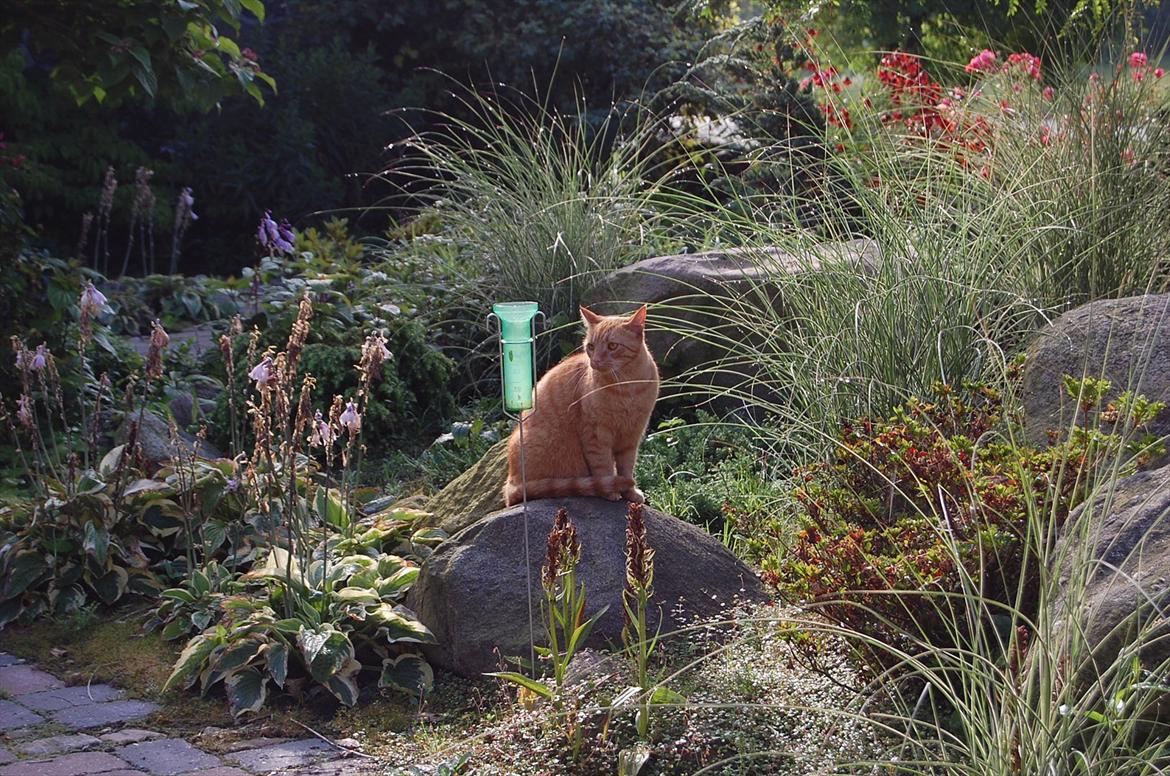 Blanding af racer Leo billede 16