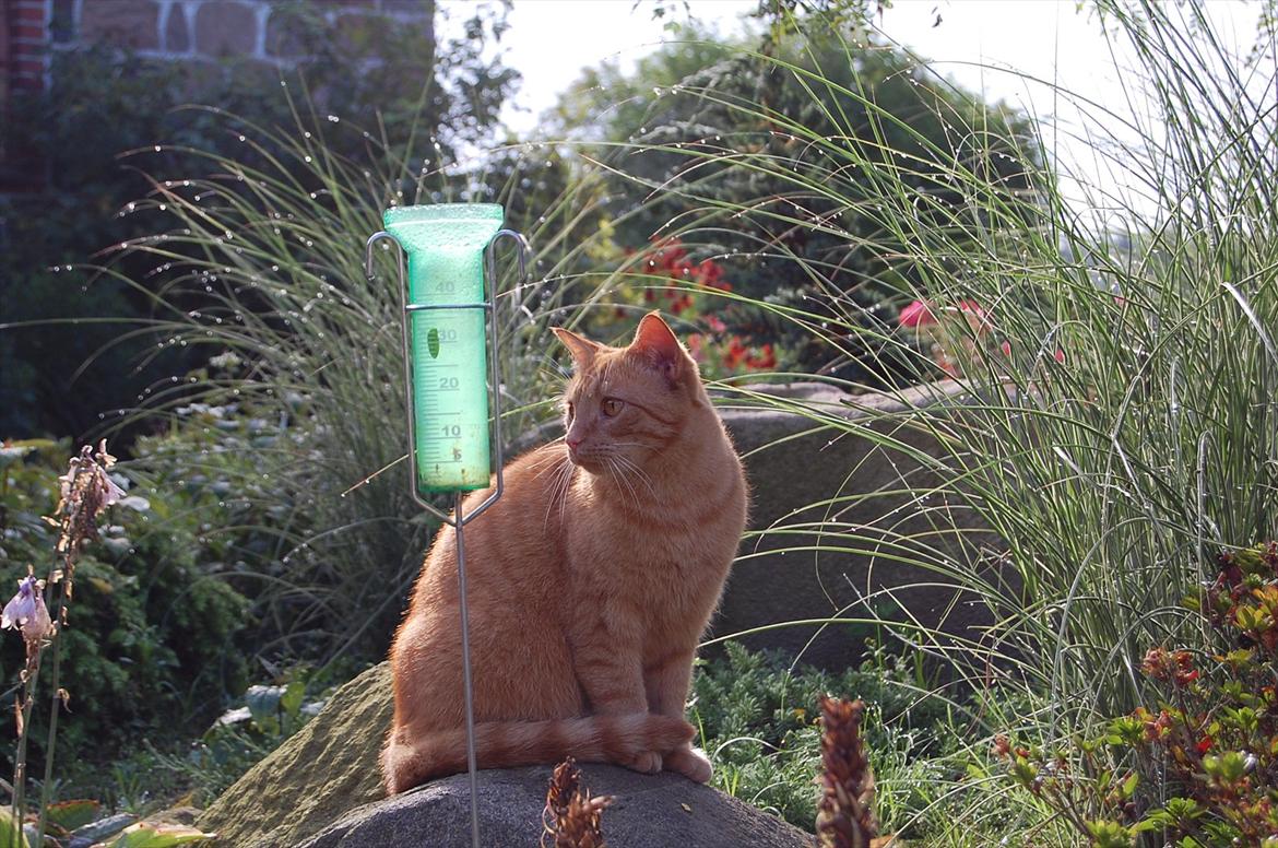 Blanding af racer Leo billede 17