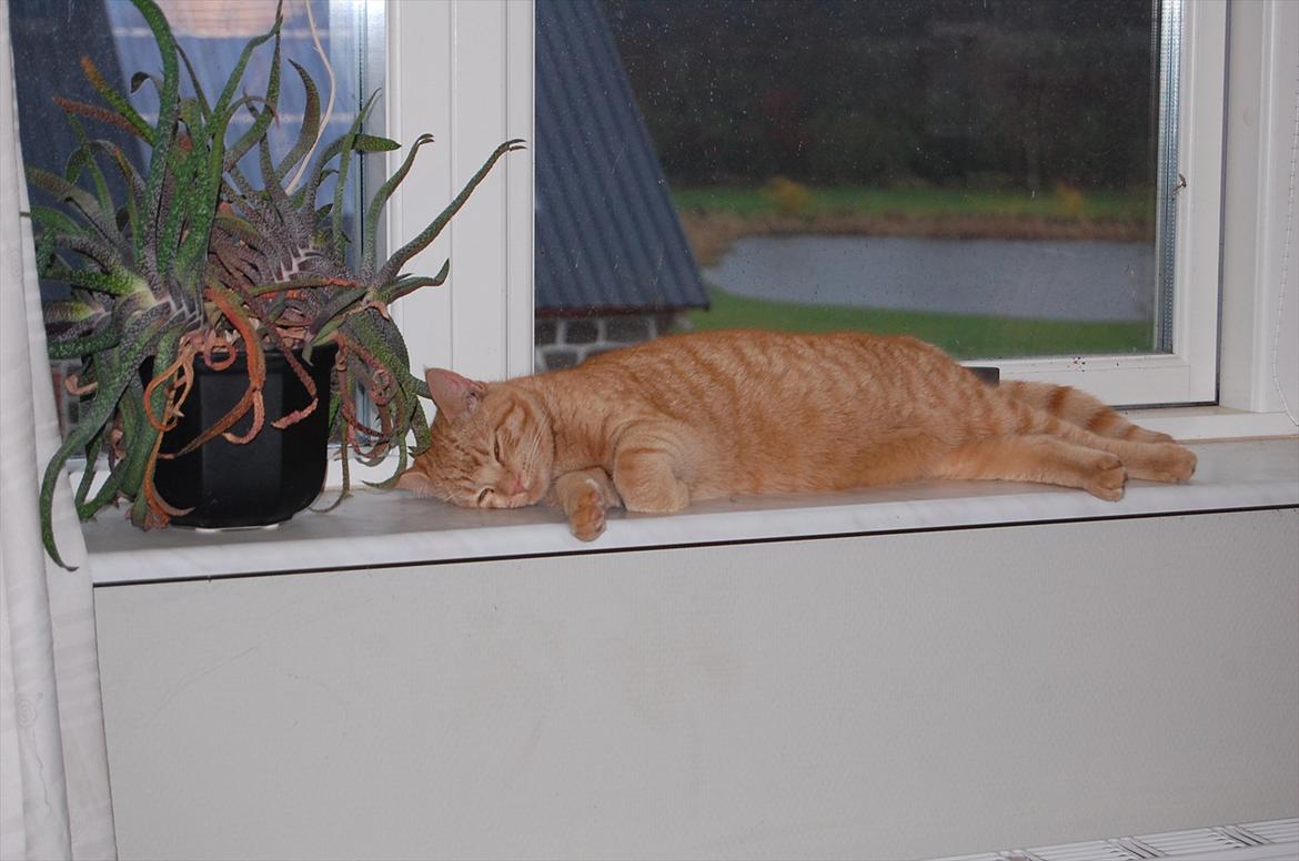 Blanding af racer Leo billede 18