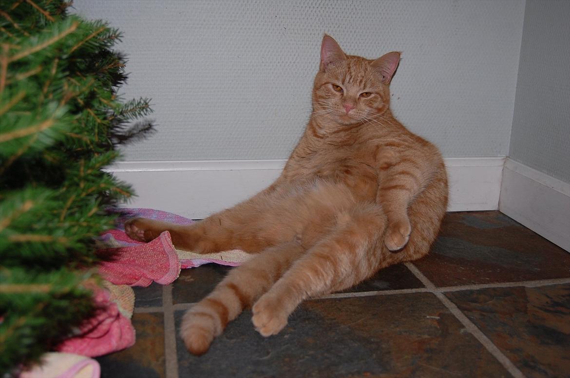 Blanding af racer Leo billede 19