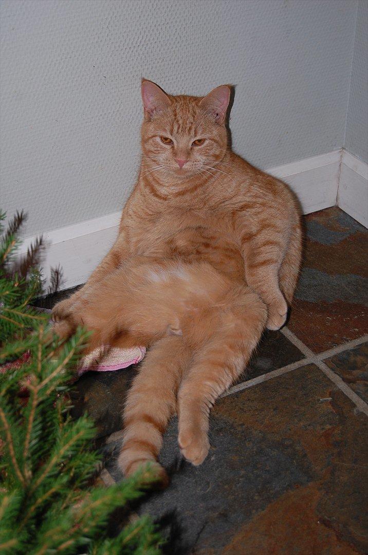 Blanding af racer Leo billede 1