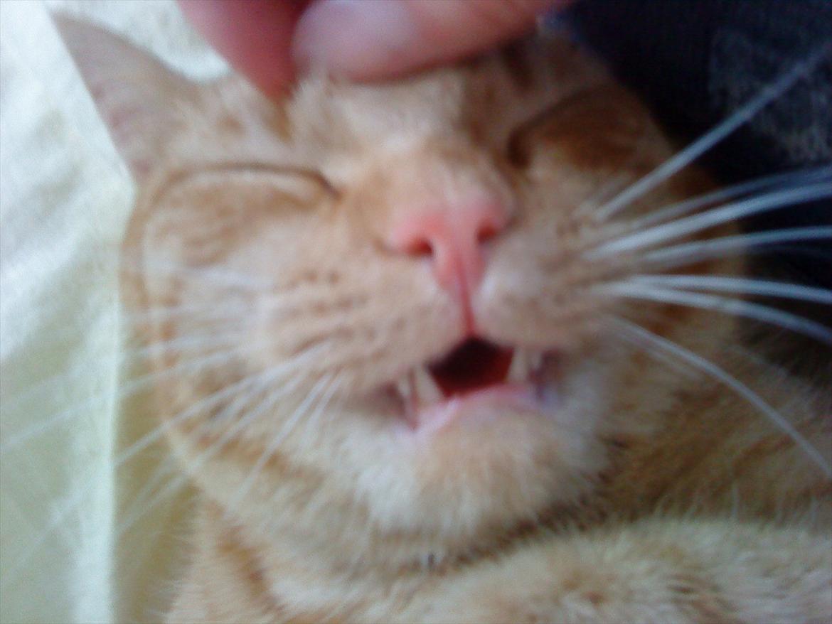 Blanding af racer Leo billede 20