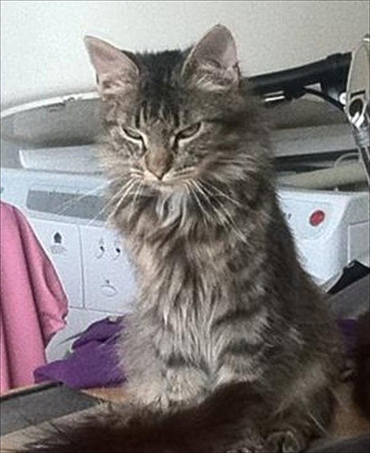 Norsk Skovkat hubertus billede 1