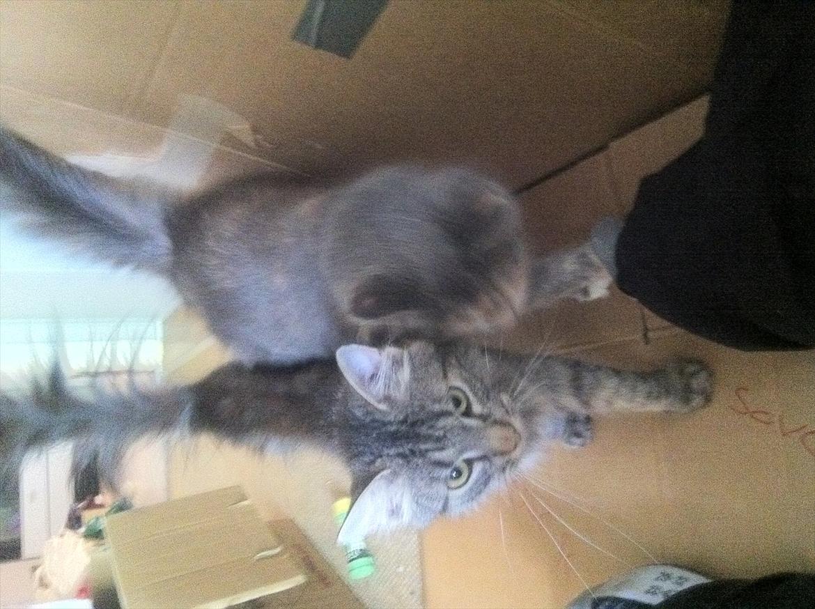 Norsk Skovkat hubertus billede 2