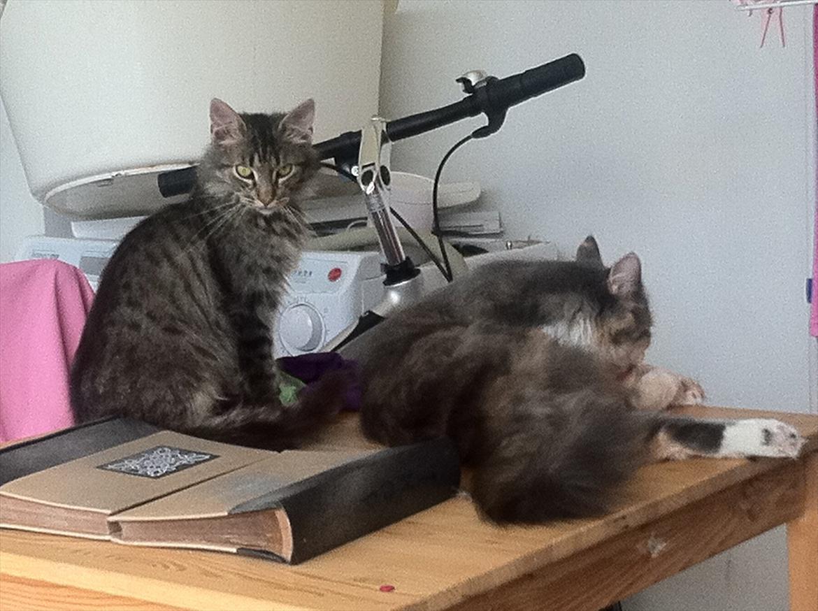 Norsk Skovkat hubertus billede 3