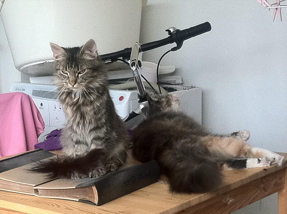 Norsk Skovkat hubertus billede 4