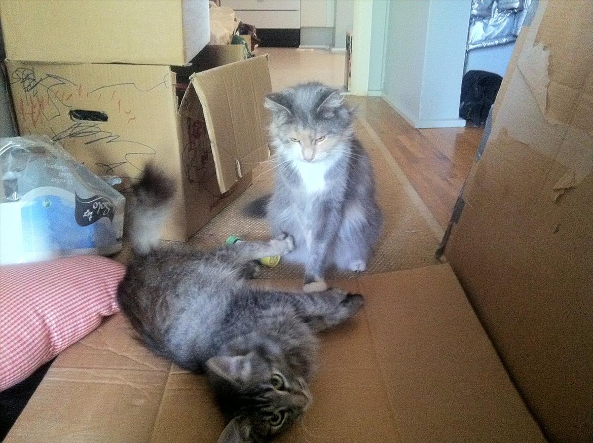 Norsk Skovkat hubertus billede 5