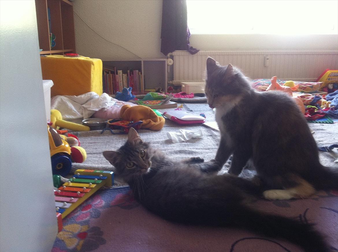 Norsk Skovkat hubertus billede 6