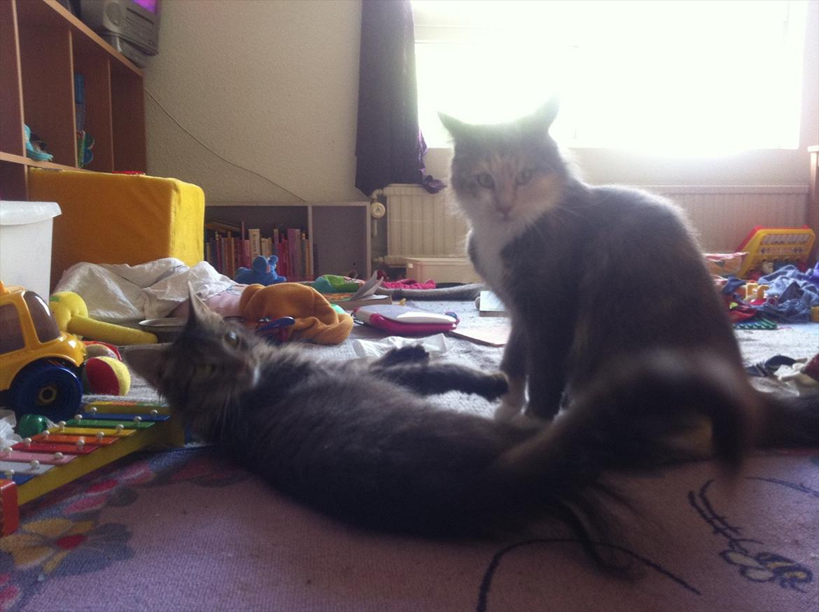 Norsk Skovkat hubertus billede 7