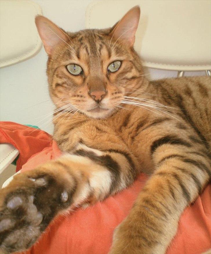 Bengal Kaiser billede 1