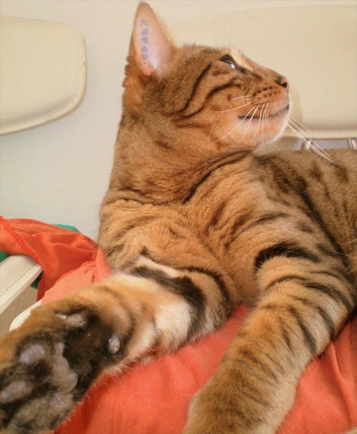 Bengal Kaiser billede 2