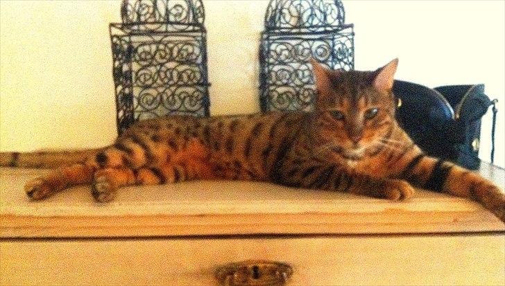 Bengal Kaiser billede 3