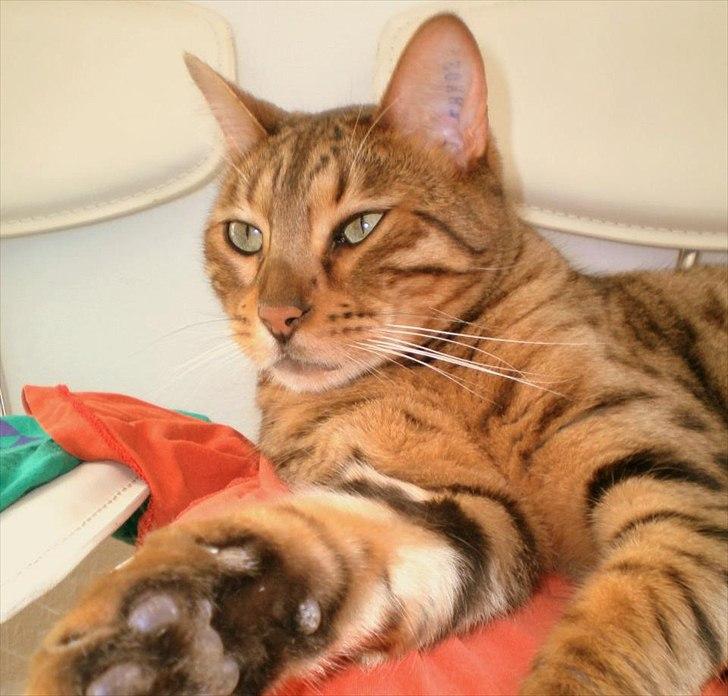 Bengal Kaiser billede 4