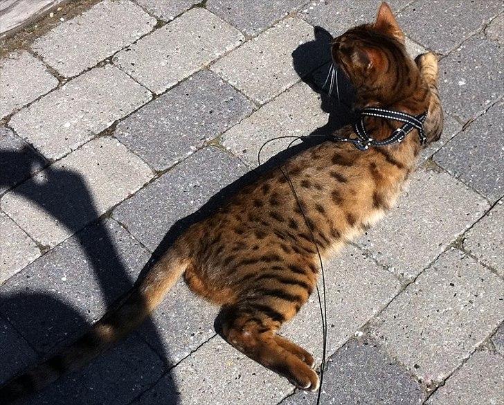 Bengal Kaiser billede 5