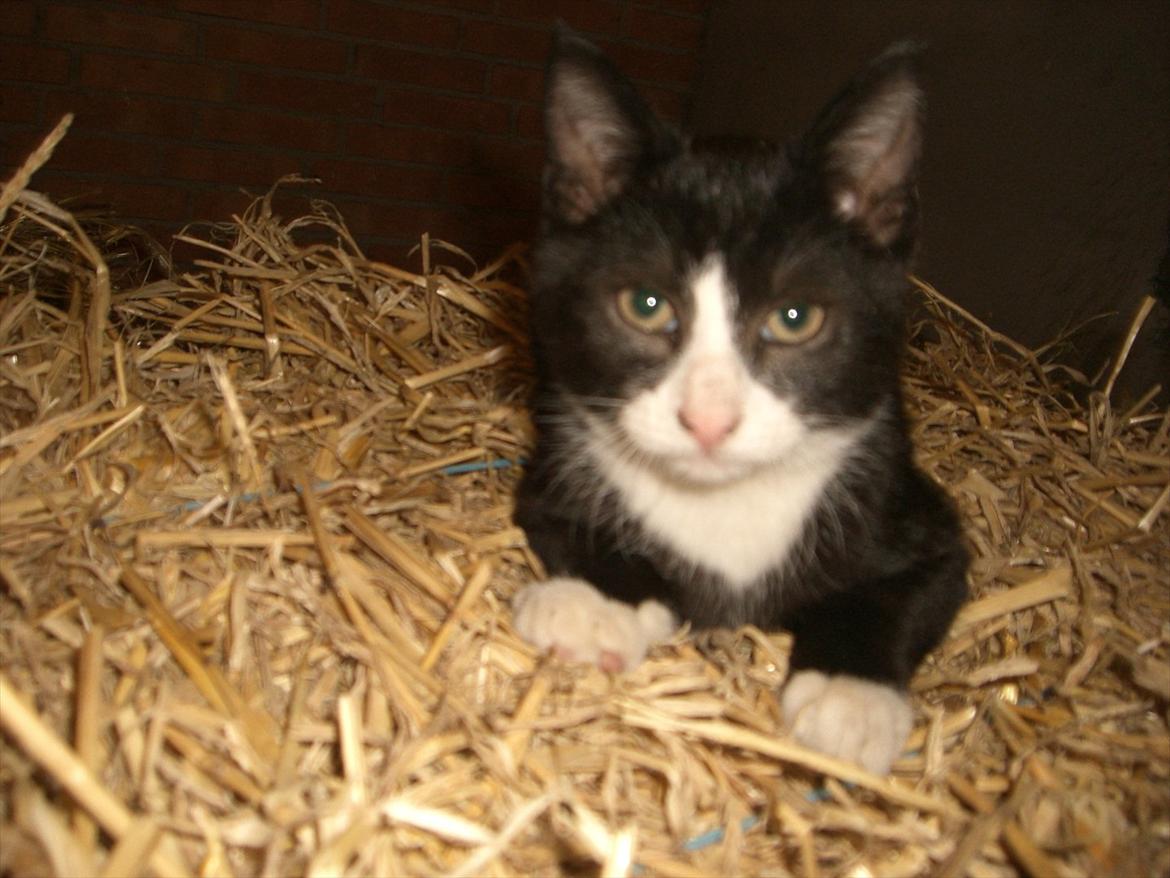 Huskat Batman Solgt & Savnet *RIP* billede 1