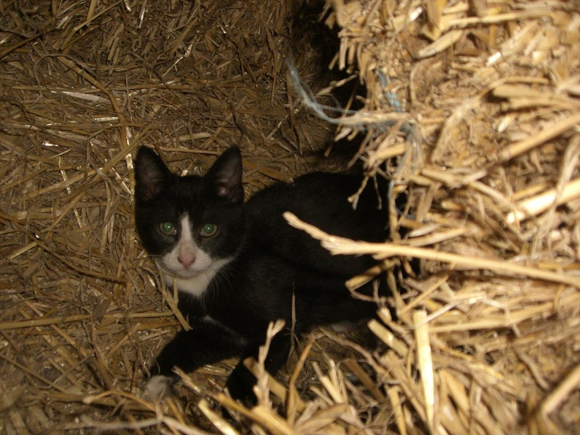 Huskat Batman Solgt & Savnet *RIP* billede 2