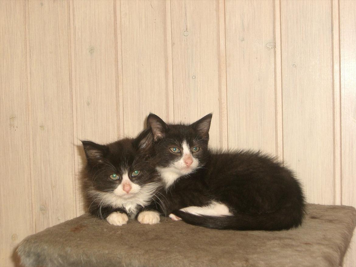 Huskat Batman Solgt & Savnet *RIP* billede 4