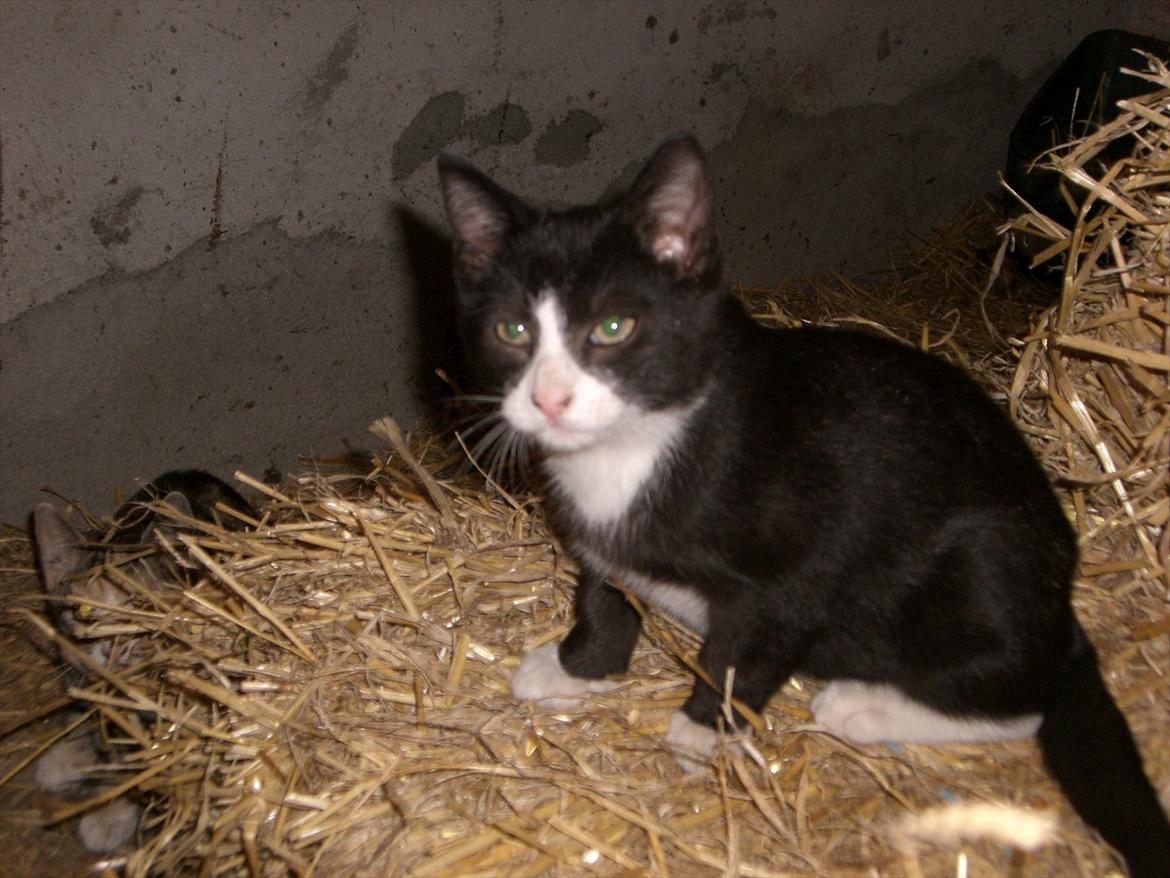 Huskat Batman Solgt & Savnet *RIP* billede 5