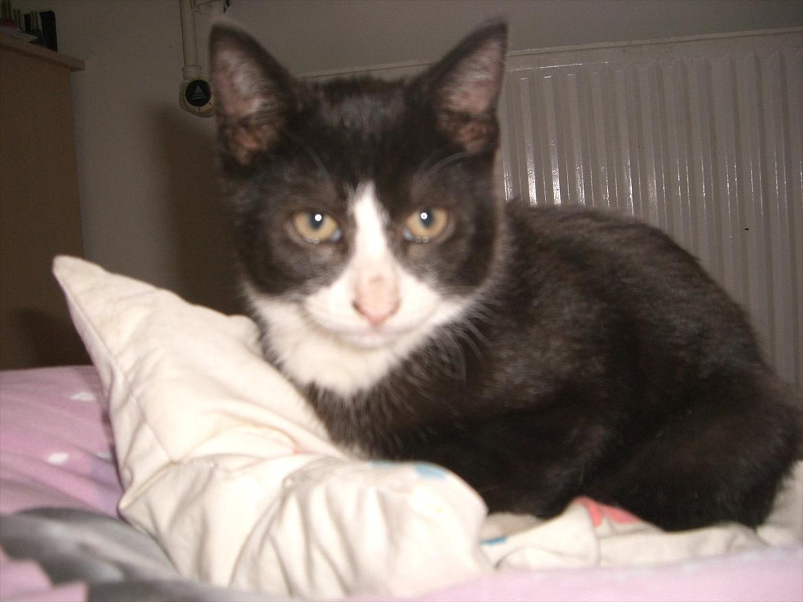 Huskat Batman Solgt & Savnet *RIP* billede 6