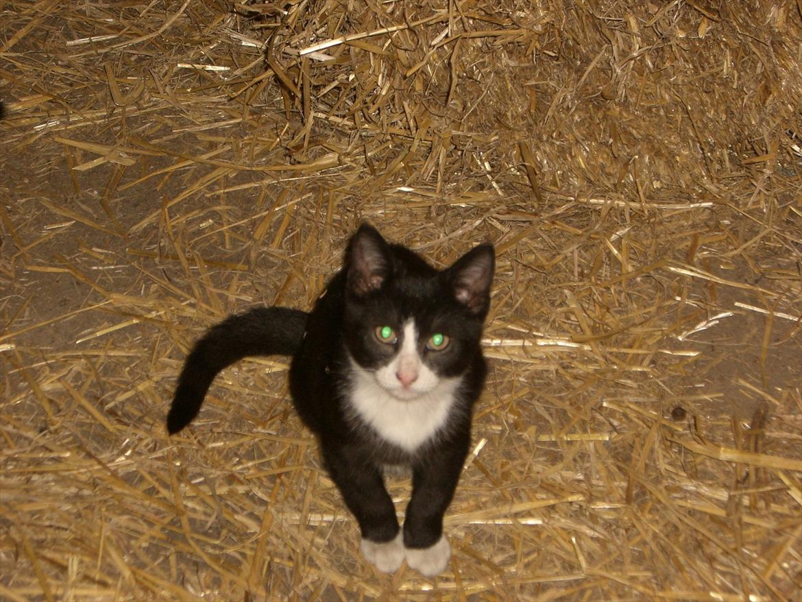 Huskat Batman Solgt & Savnet *RIP* billede 7