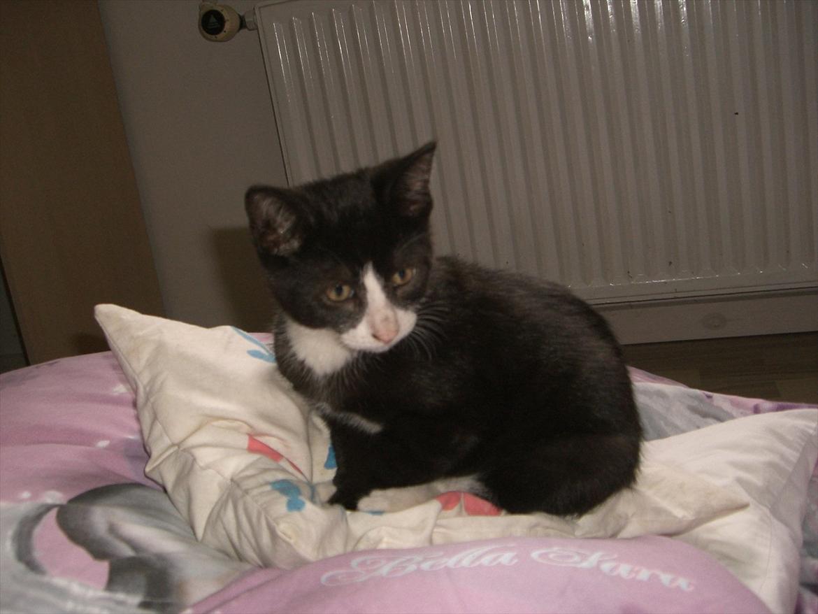 Huskat Batman Solgt & Savnet *RIP* billede 8