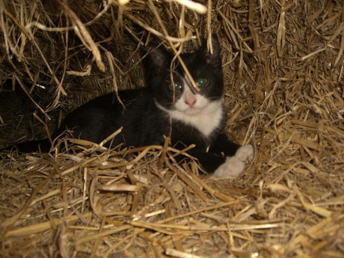 Huskat Batman Solgt & Savnet *RIP* billede 9