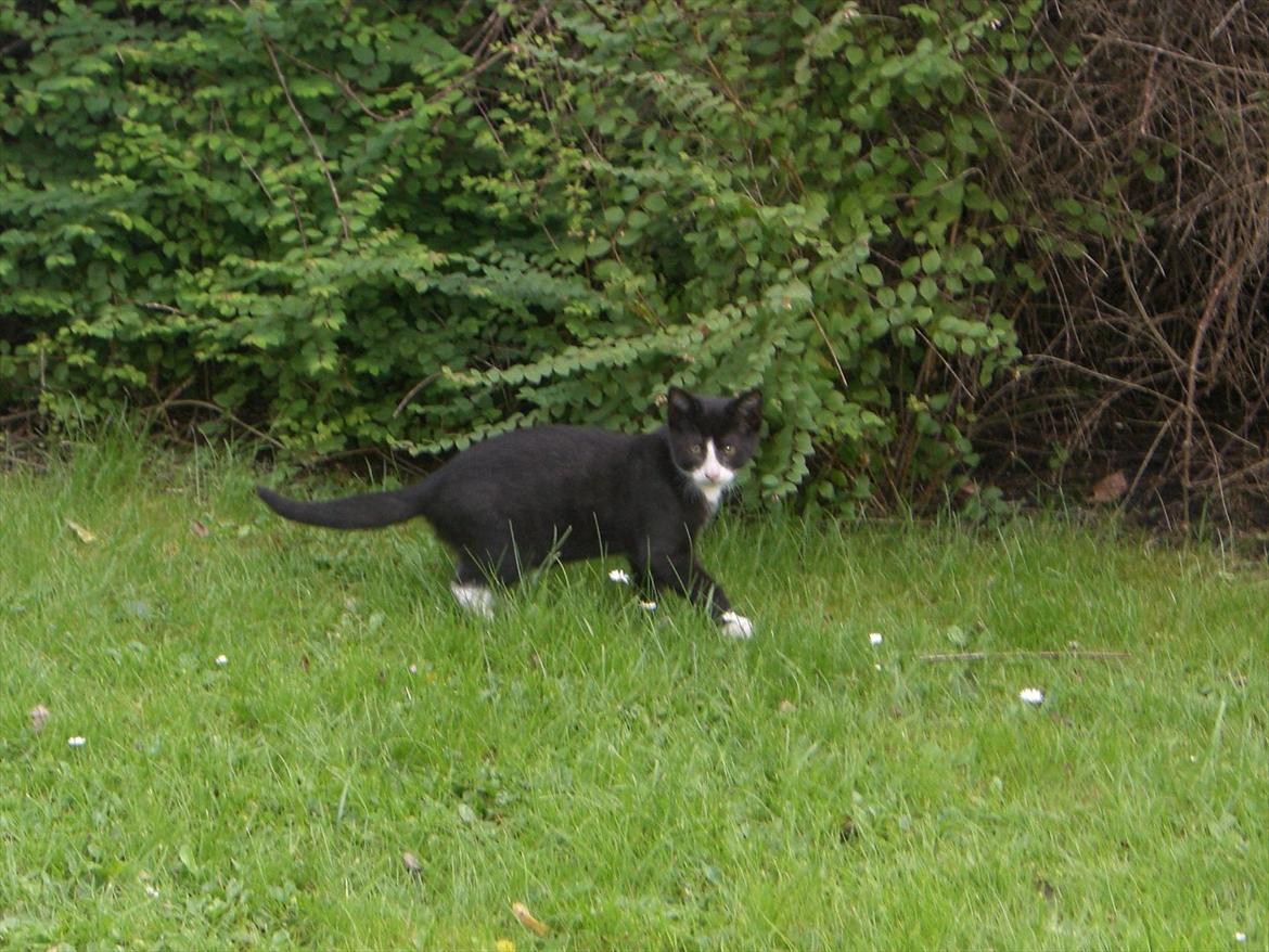 Huskat Batman Solgt & Savnet *RIP* billede 10