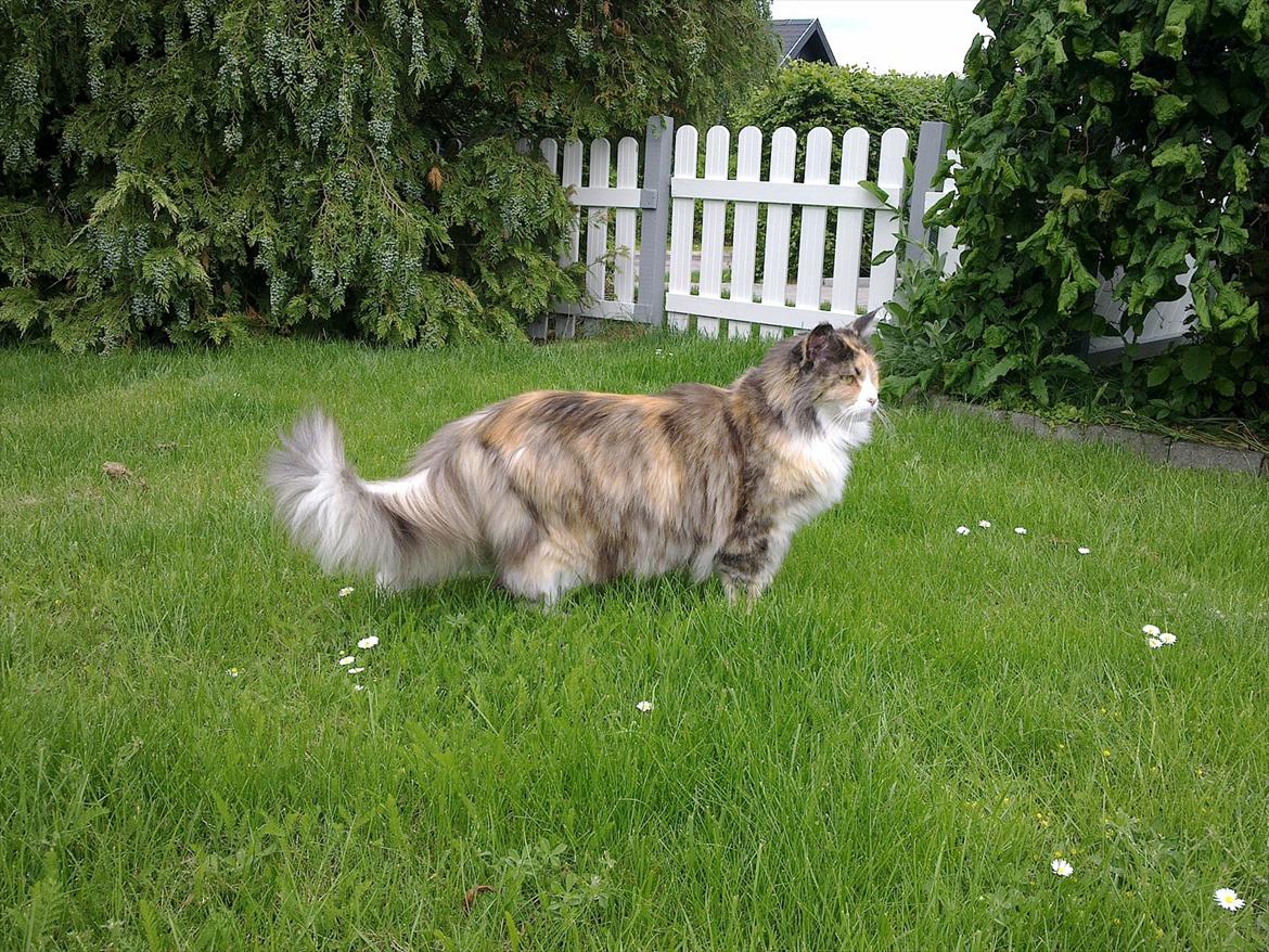 Maine Coon DK NewFarms Fiona / Freja - Hej og velkommen til Freja's profil. Nyd den ;D Læg gerne en kommentar.
Foto: Mig billede 1