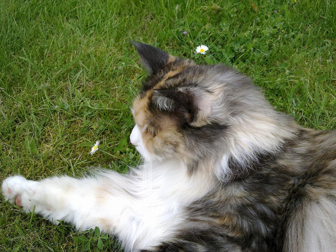 Maine Coon DK NewFarms Fiona / Freja - Smukke Freja.
Foto: Mig billede 2