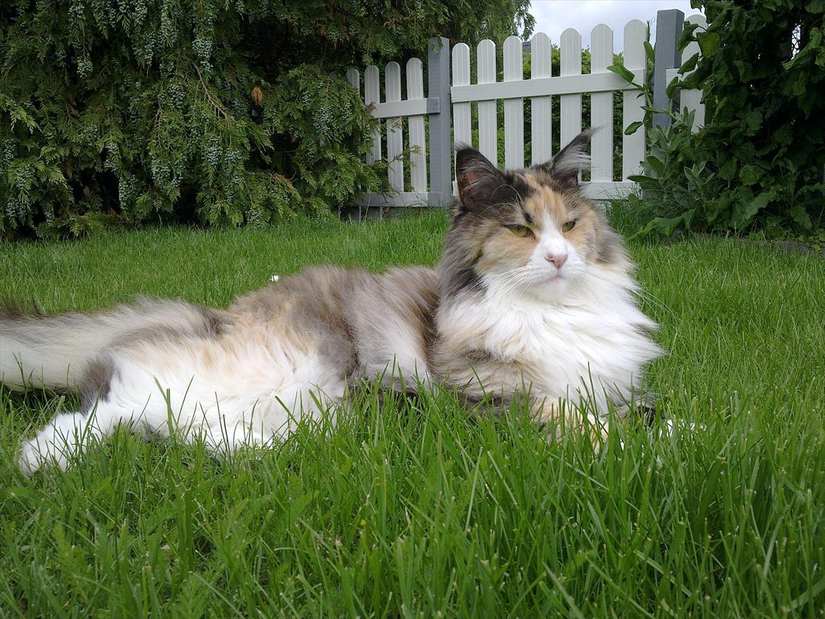 Maine Coon DK NewFarms Fiona / Freja - Vildkatten.
Foto: Mig billede 3