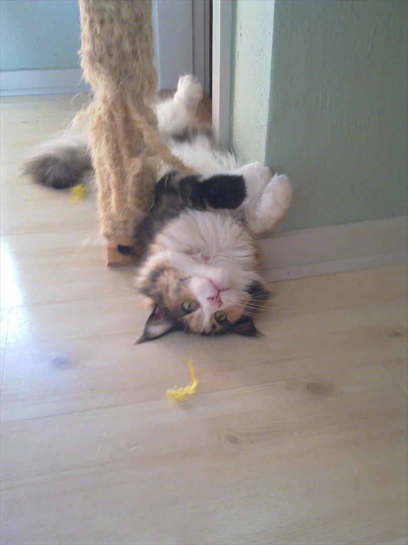 Maine Coon DK NewFarms Fiona / Freja - Fjolle ;p
Foto: Mig billede 4