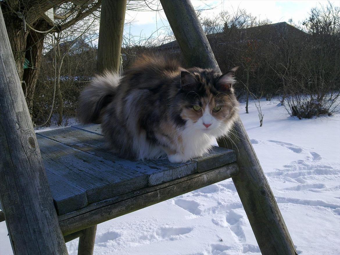 Maine Coon DK NewFarms Fiona / Freja - Foto: Mig billede 11