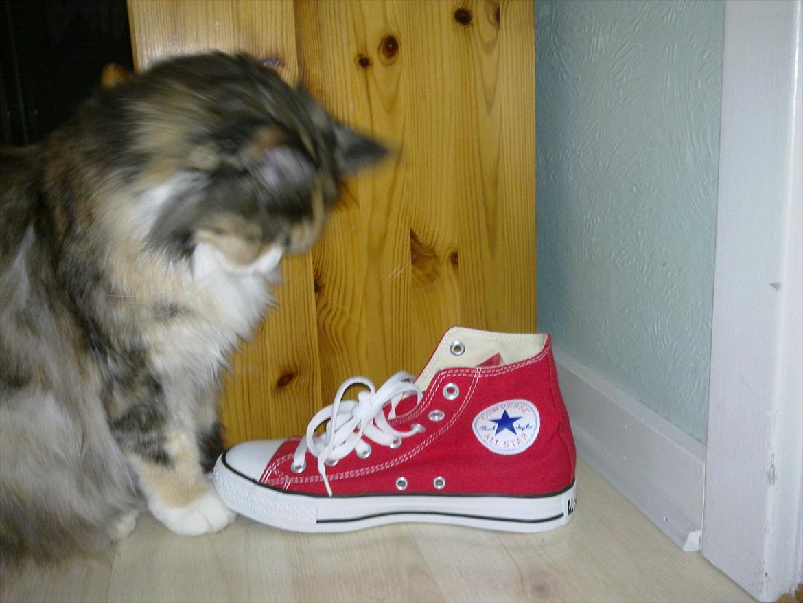 Maine Coon DK NewFarms Fiona / Freja - Converse vs. Maine Coon.
Foto: Mig billede 5