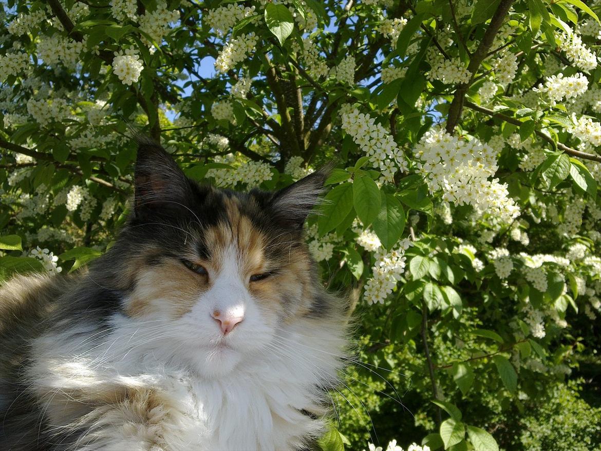 Maine Coon DK NewFarms Fiona / Freja - Skønt billede, hvis jeg selv skal sige det.
Foto: Mig billede 6