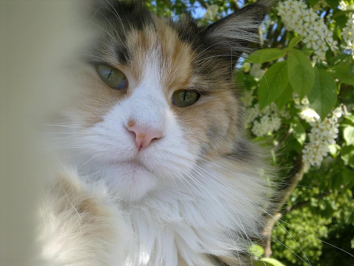 Maine Coon DK NewFarms Fiona / Freja - Freja fanger kameraet.
Foto: Mig billede 7