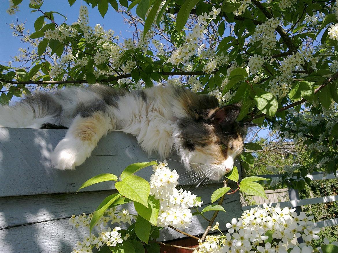 Maine Coon DK NewFarms Fiona / Freja - Møz'-pøz'
Foto: Mig billede 8