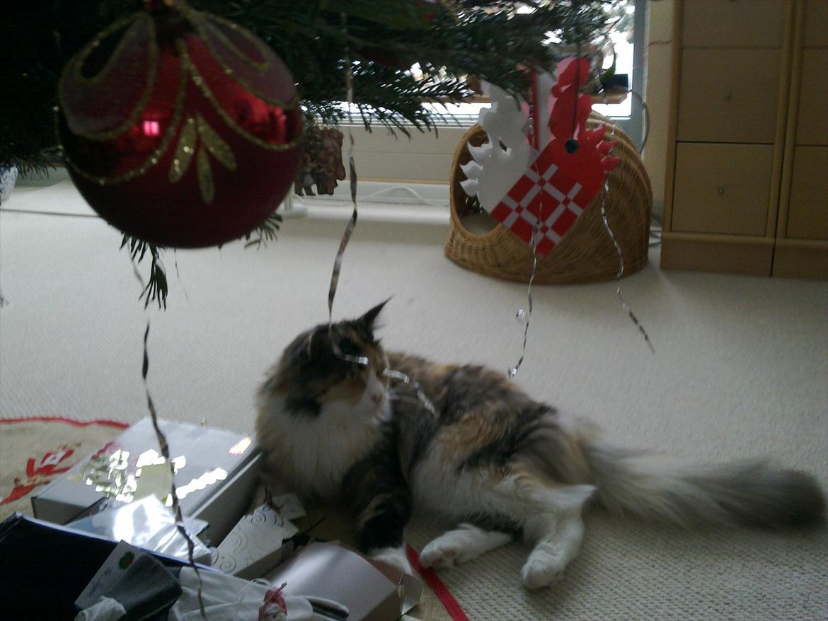 Maine Coon DK NewFarms Fiona / Freja - Julestemning.
Foto: Mig billede 9