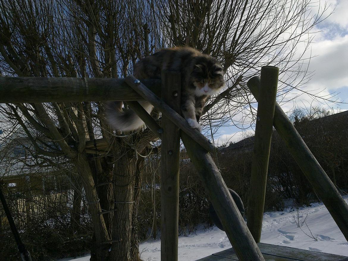 Maine Coon DK NewFarms Fiona / Freja - Det er koldt...
Foto: Mig billede 10