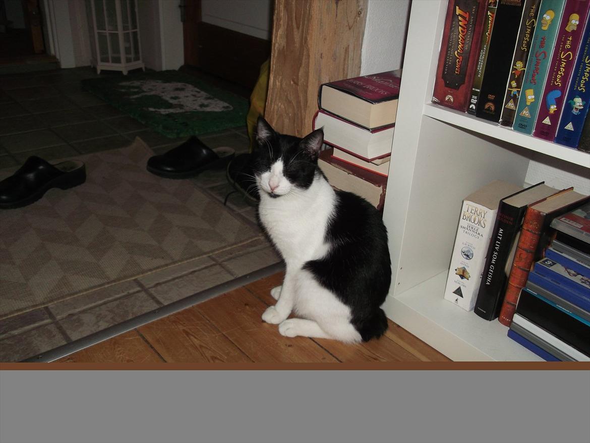 Manx Ludvig billede 1