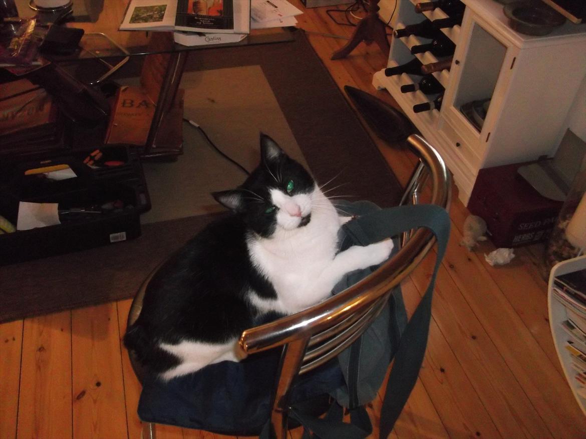 Manx Ludvig billede 2